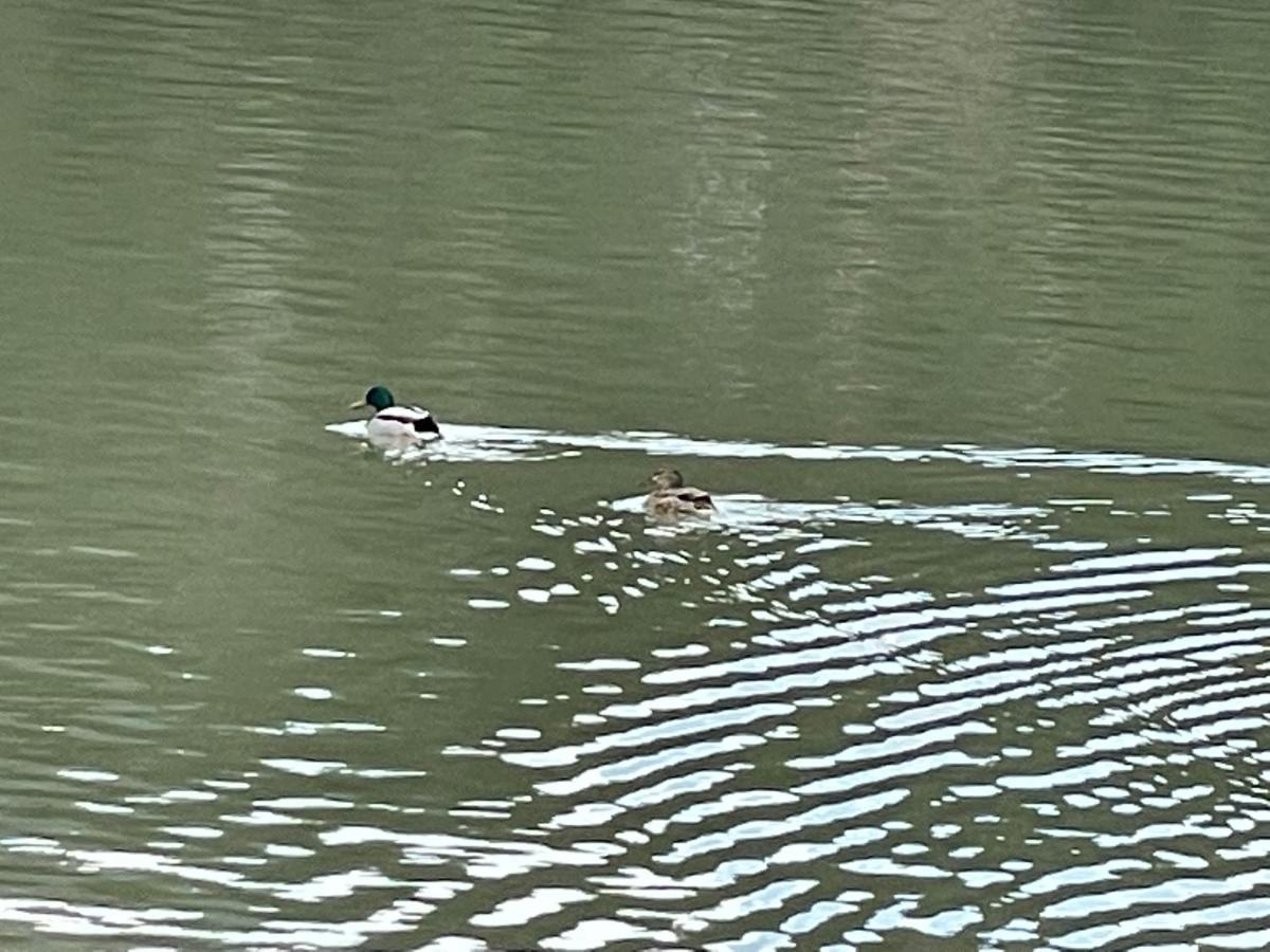 Cazare Colibita Casa Lipan Bagian luar foto